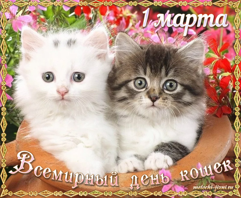 1 марта Всемирный День кошек картинка