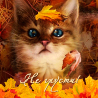 Осенняя картинка с котиком не грусти