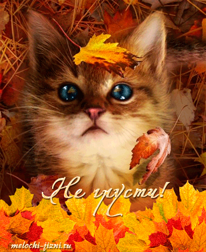 Осенняя картинка с котиком - не грусти